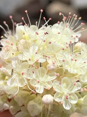 Eriogonum latens