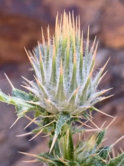Cirsium arizonicum