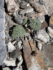 Cymopterus cinerarius