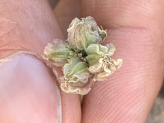 Cymopterus cinerarius