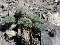 Cymopterus cinerarius