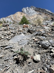 Cymopterus cinerarius