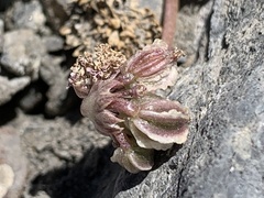 Cymopterus cinerarius
