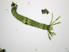 Hydra viridissima