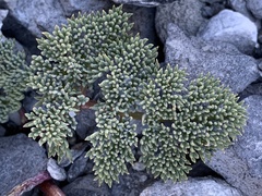 Cymopterus cinerarius