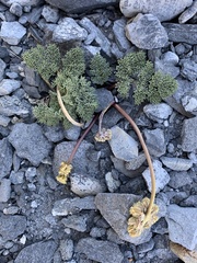 Cymopterus cinerarius