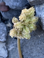 Cymopterus cinerarius