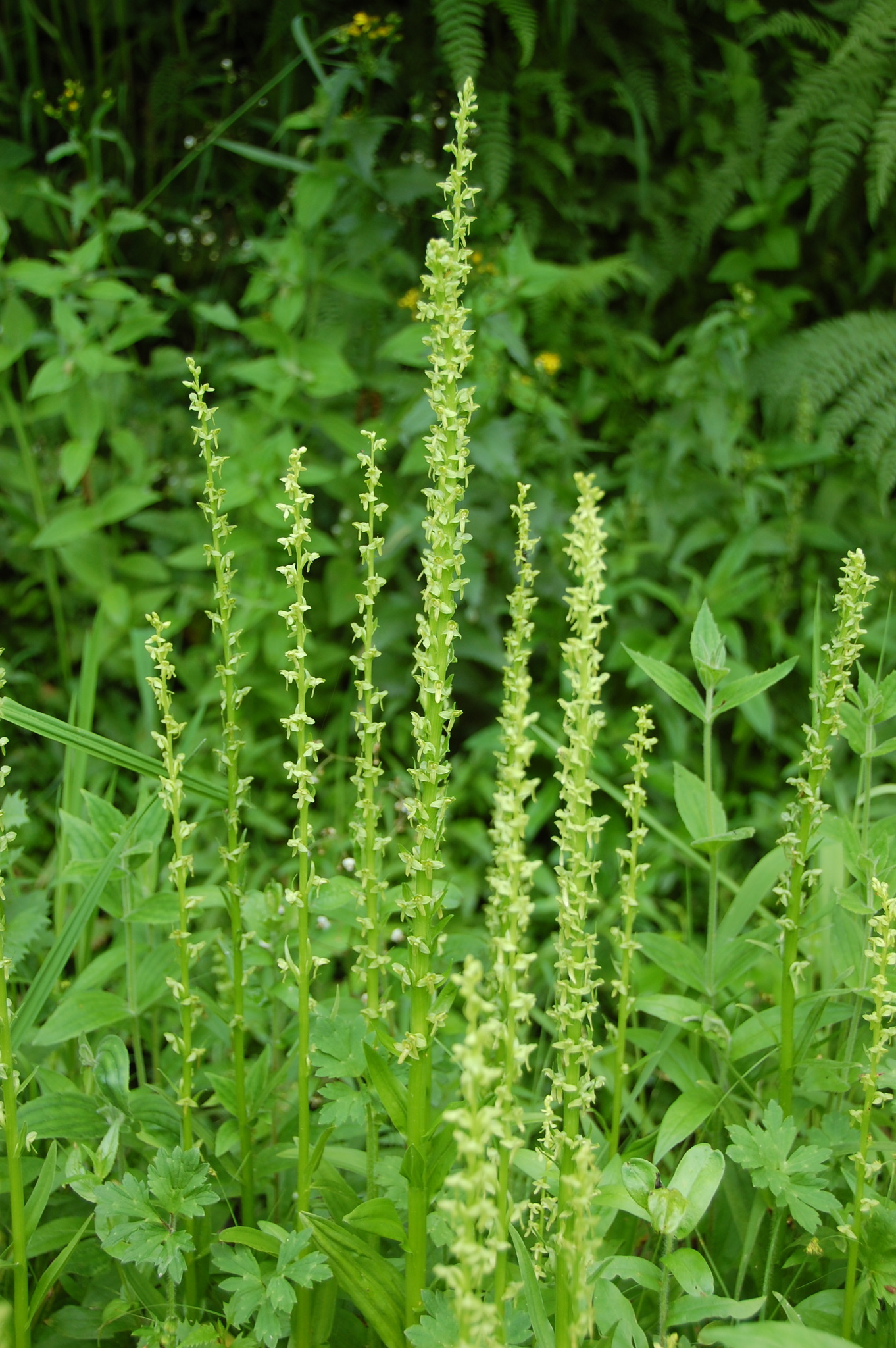 Platanthera stricta