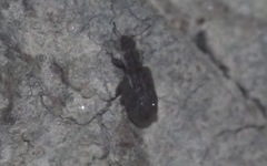 Latridiinae