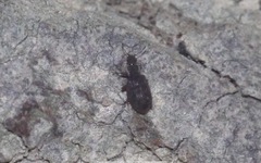 Latridiinae