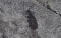 Latridiinae