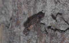 Chrysoclista linneella