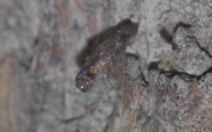Chrysoclista linneella