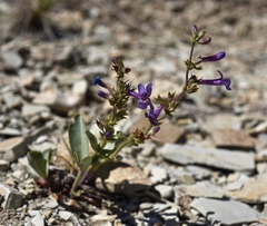 Penstemon pachyphyllus pachyphyllus