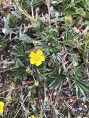 Potentilla concinna