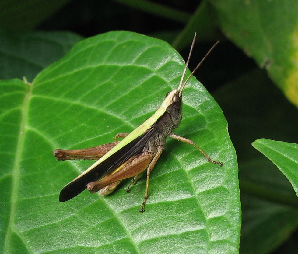 Orphula azteca