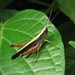 Orphula azteca - Photo (c) Francisco Jose Gomez Marin, algunos derechos reservados (CC BY-NC), subido por Francisco Jose Gomez Marin
