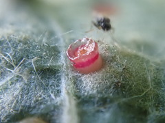 Neuroterus saltarius