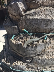 Sceloporus occidentalis