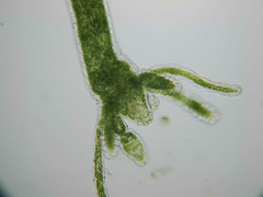 Hydra viridissima