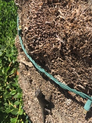 Sceloporus occidentalis