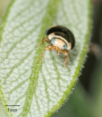 Hyperaspis jovialis