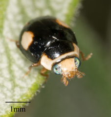Hyperaspis jovialis