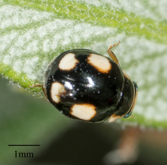 Hyperaspis jovialis