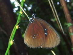 Euploea sylvester