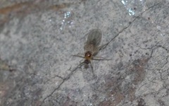 Elaphropeza ephippiata