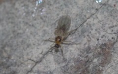 Elaphropeza ephippiata