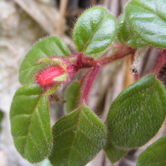 Columnea grisebachiana