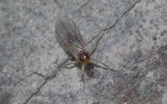 Elaphropeza ephippiata