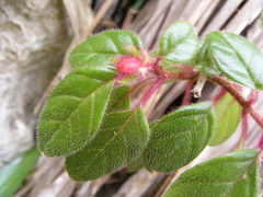 Columnea grisebachiana