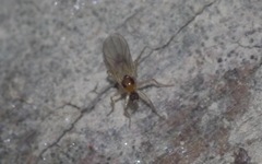 Elaphropeza ephippiata