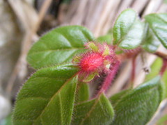 Columnea grisebachiana