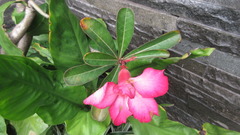 Adenium