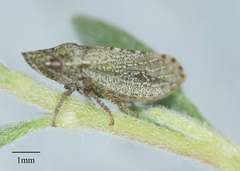 Xerophloea