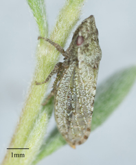 Xerophloea