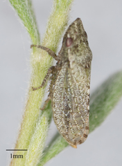 Xerophloea