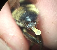 Bombus appositus
