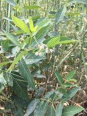 Apocynoideae
