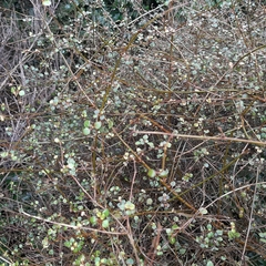 Teucrium parvifolium