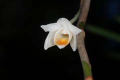 Dendrobium singaporense