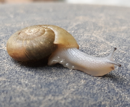 Beaded Lancetooth Snail