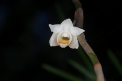 Dendrobium singaporense