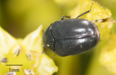 Orphilus subnitidus