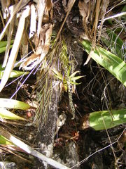 Isochilus linearis