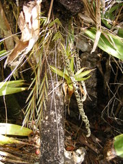 Isochilus linearis