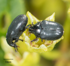 Orphilus subnitidus